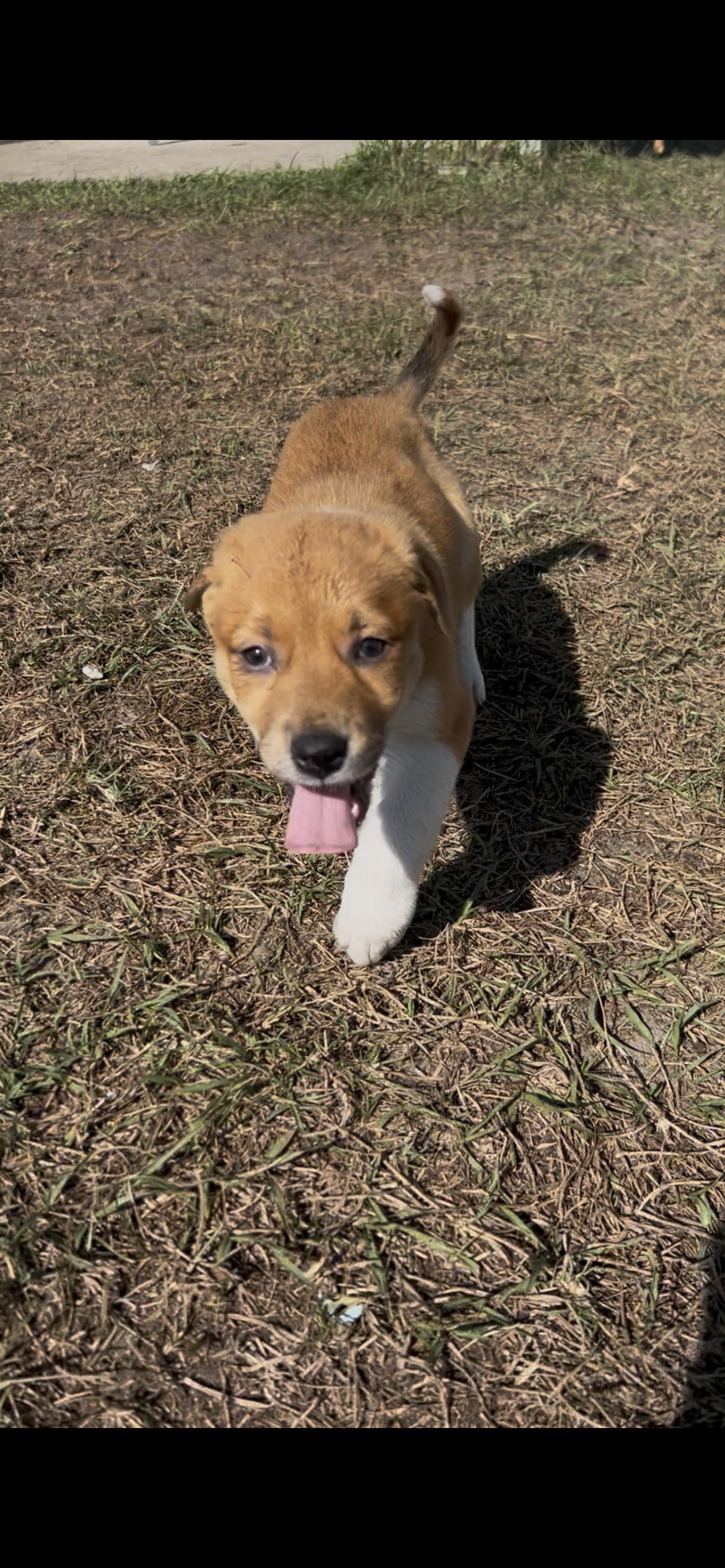 Enlarge Happy, a Adopted Great Pyrenees in Bradenton, FL image 3/5