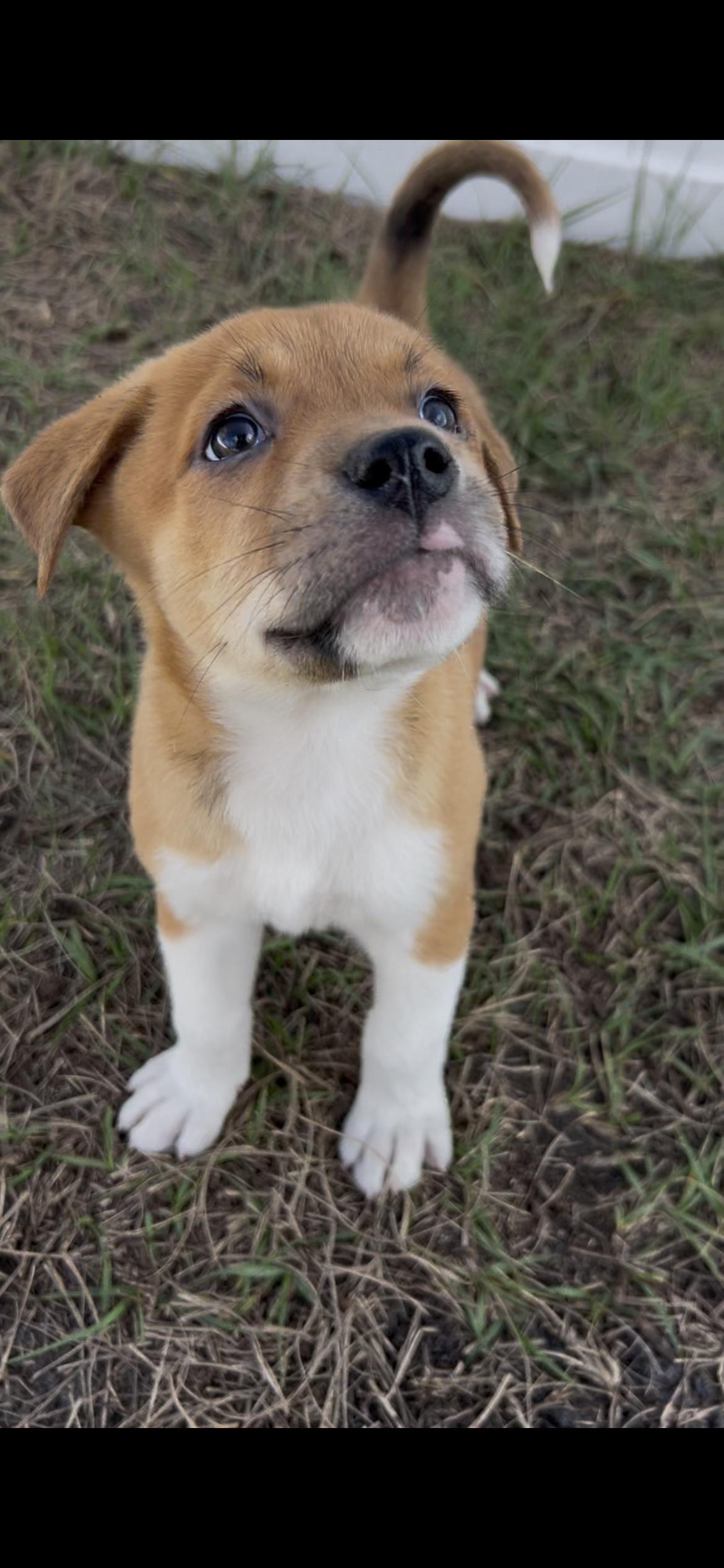 Enlarge Happy, a Adopted Great Pyrenees in Bradenton, FL image 4/5