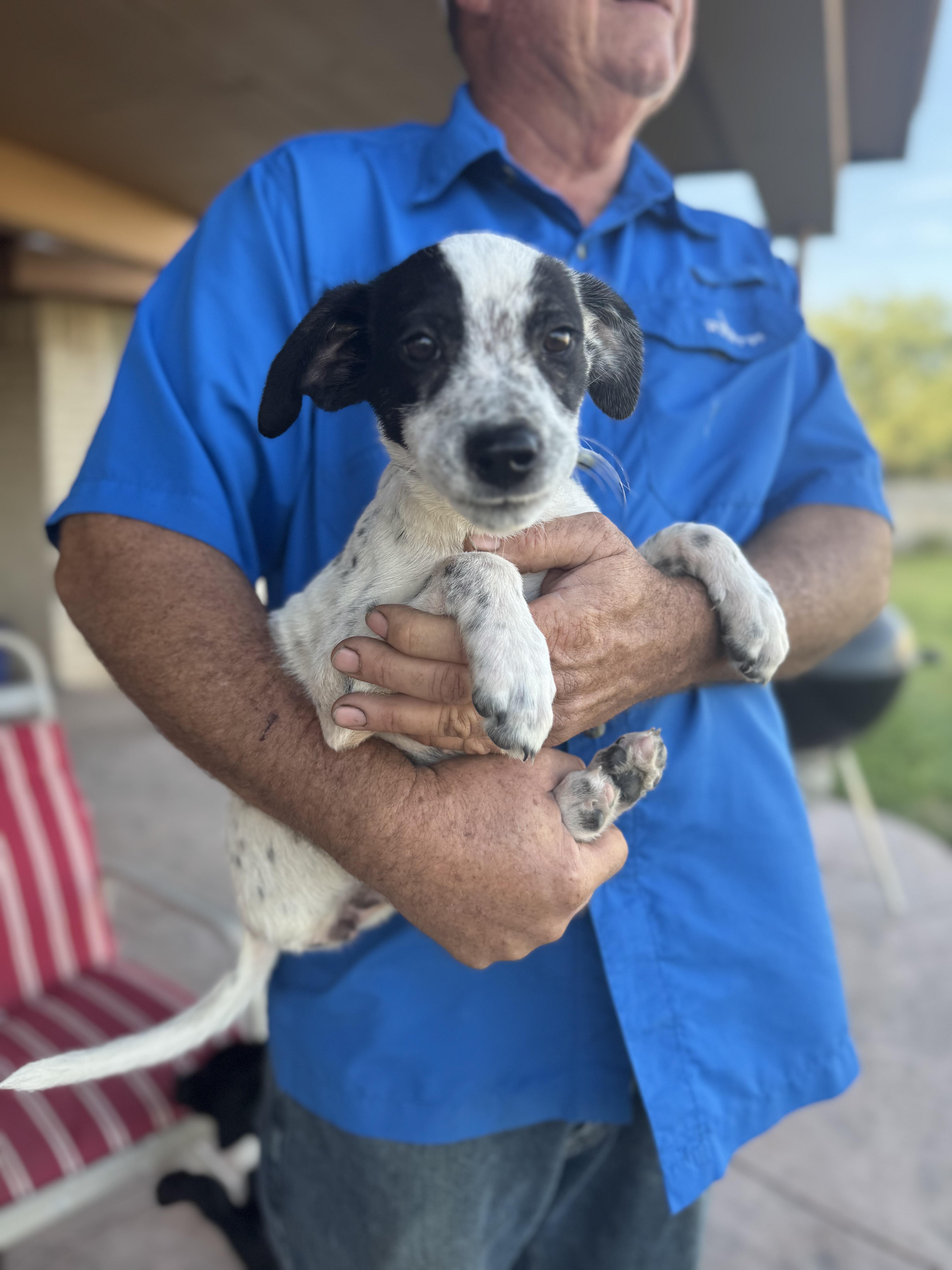 Enlarge Lexi, a Adoptable mixed breed in Mission, TX image 1/5