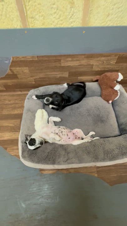 Enlarge Lexi, a Adoptable mixed breed in Mission, TX video 5/5