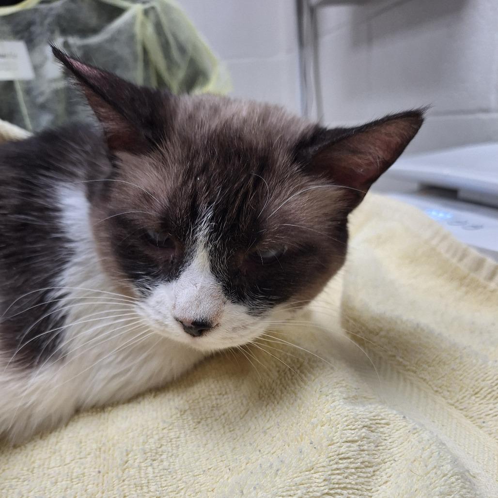 Zora, Adoptable, Senior Female Siamese.