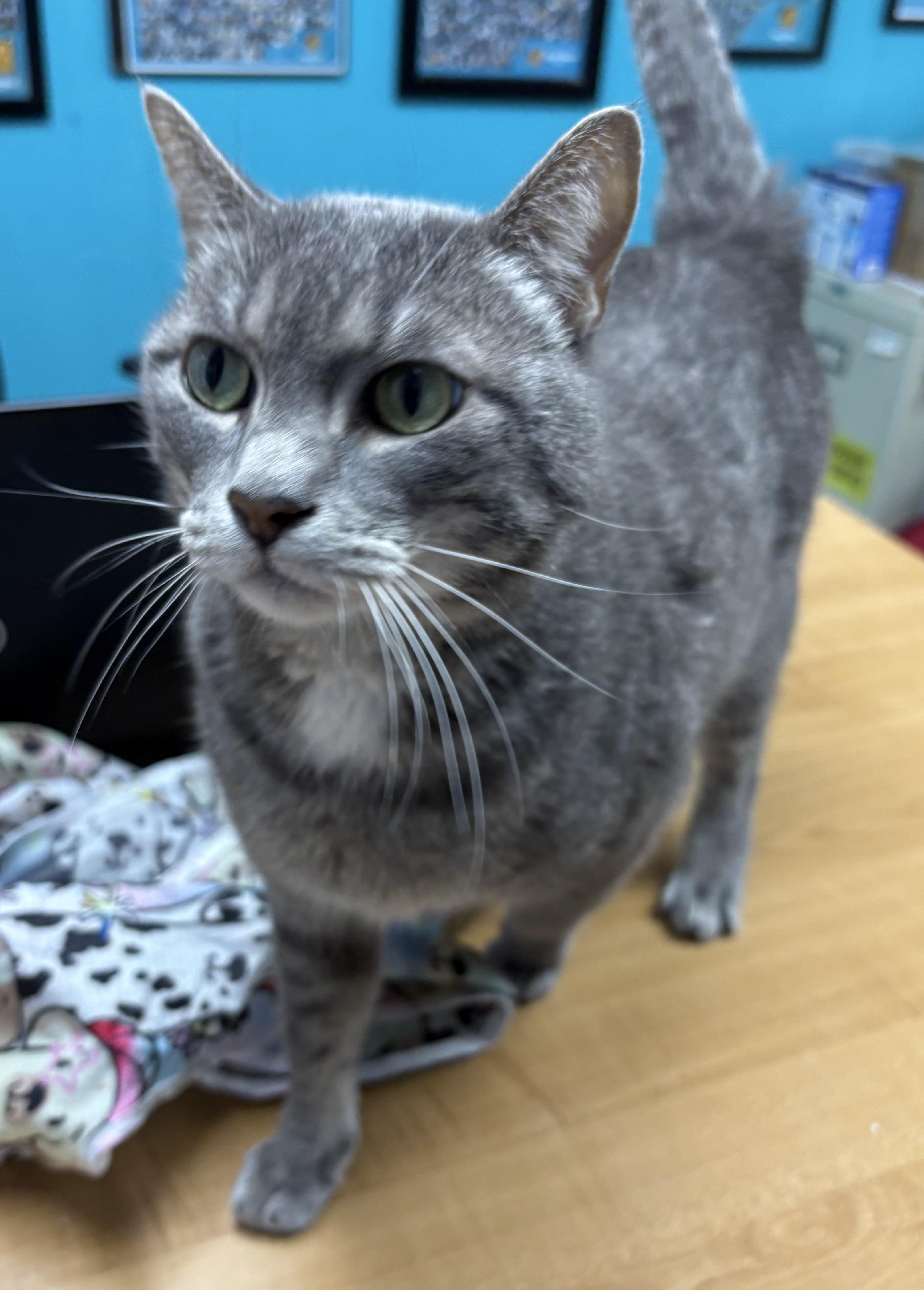 Doug, ADOPTABLE, Adult Male Domestic Short Hair.