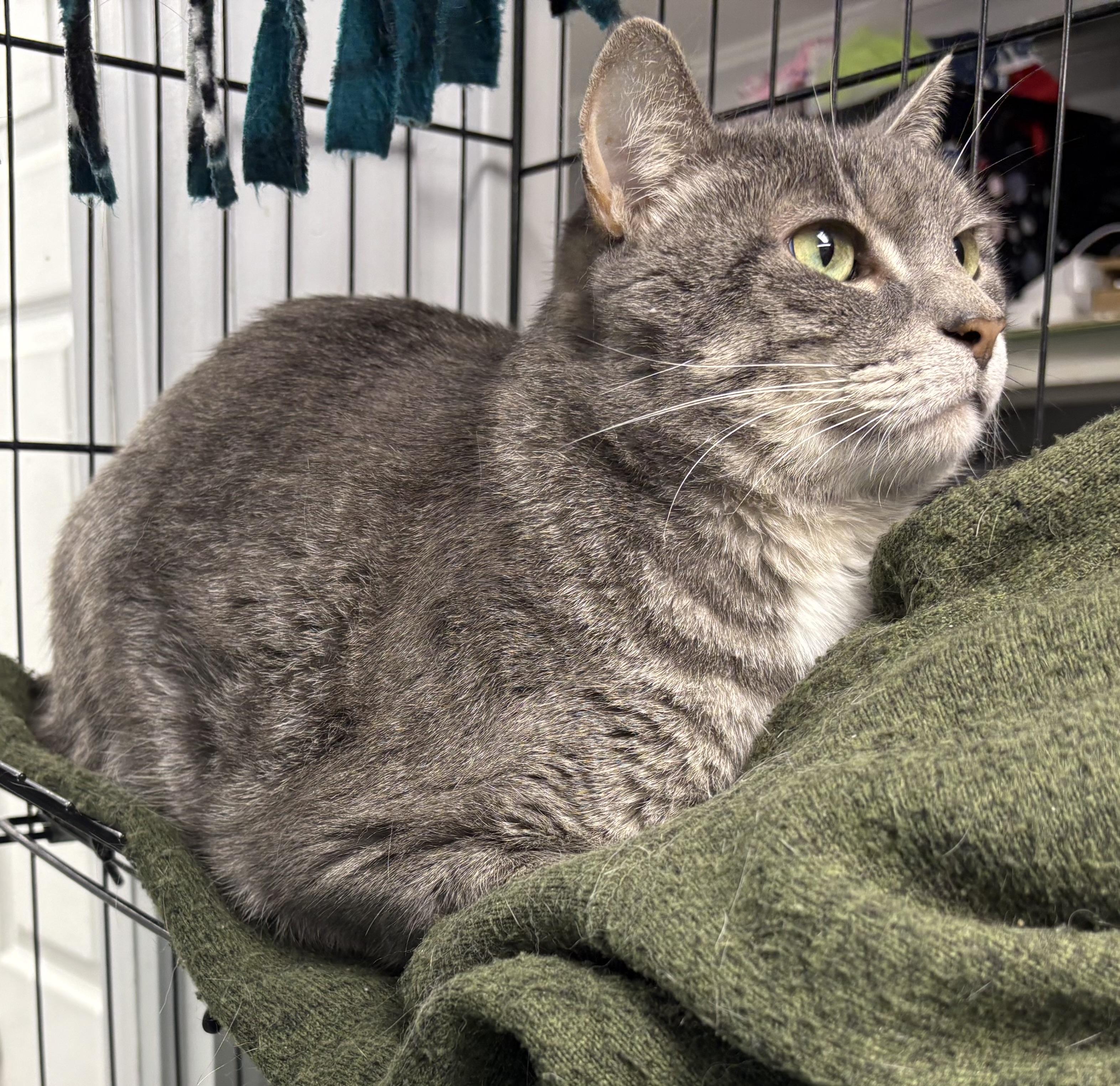 Enlarge Doug, a ADOPTABLE Domestic Short Hair in Plano, TX image 2/5