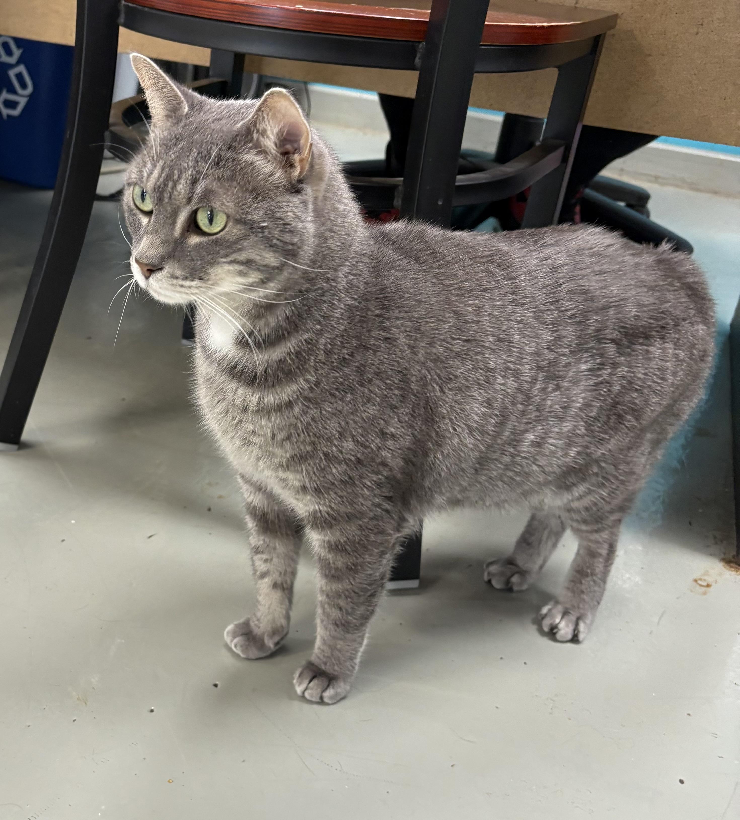 Enlarge Doug, a ADOPTABLE Domestic Short Hair in Plano, TX image 3/5