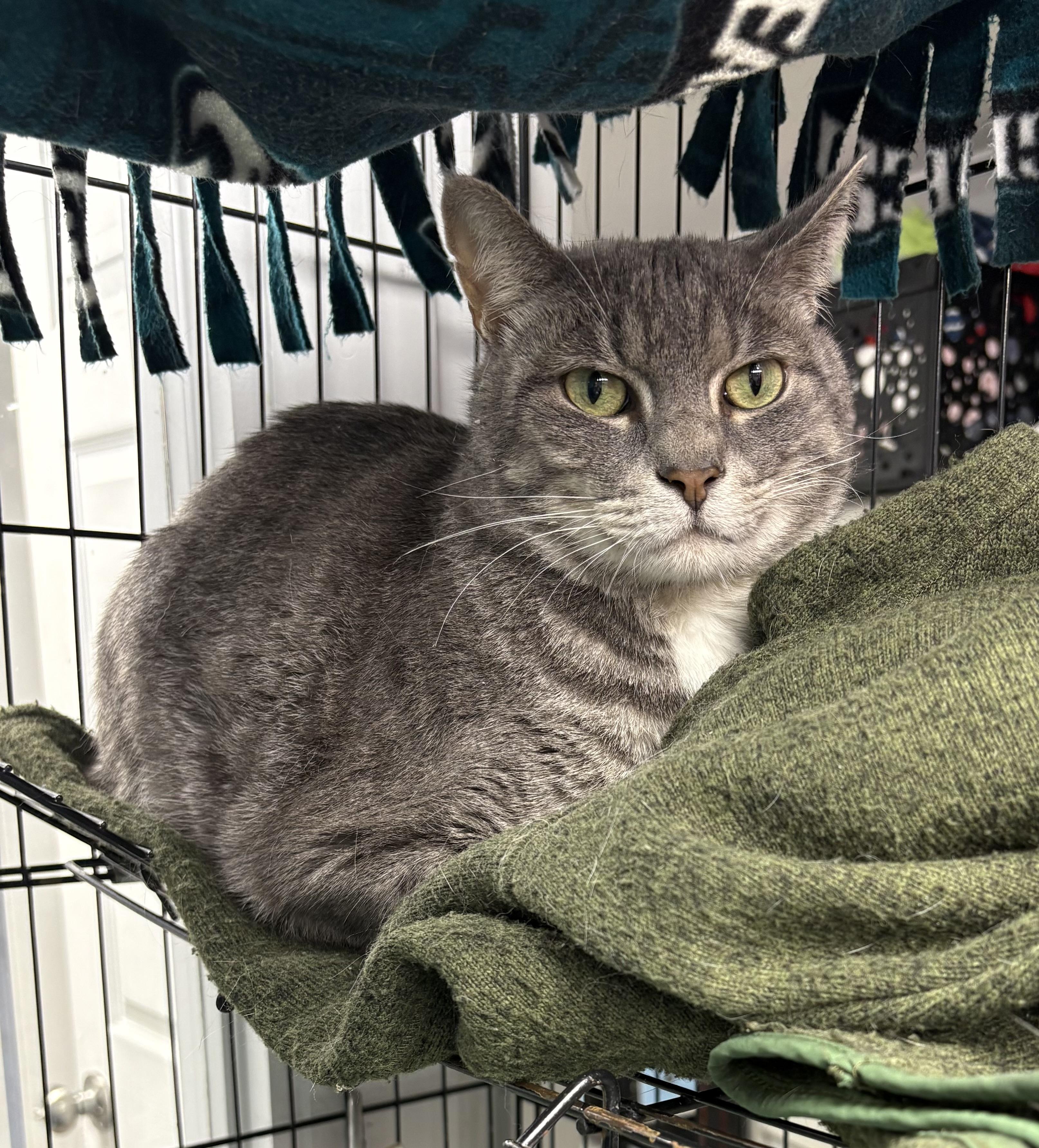 Enlarge Doug, a ADOPTABLE Domestic Short Hair in Plano, TX image 4/5