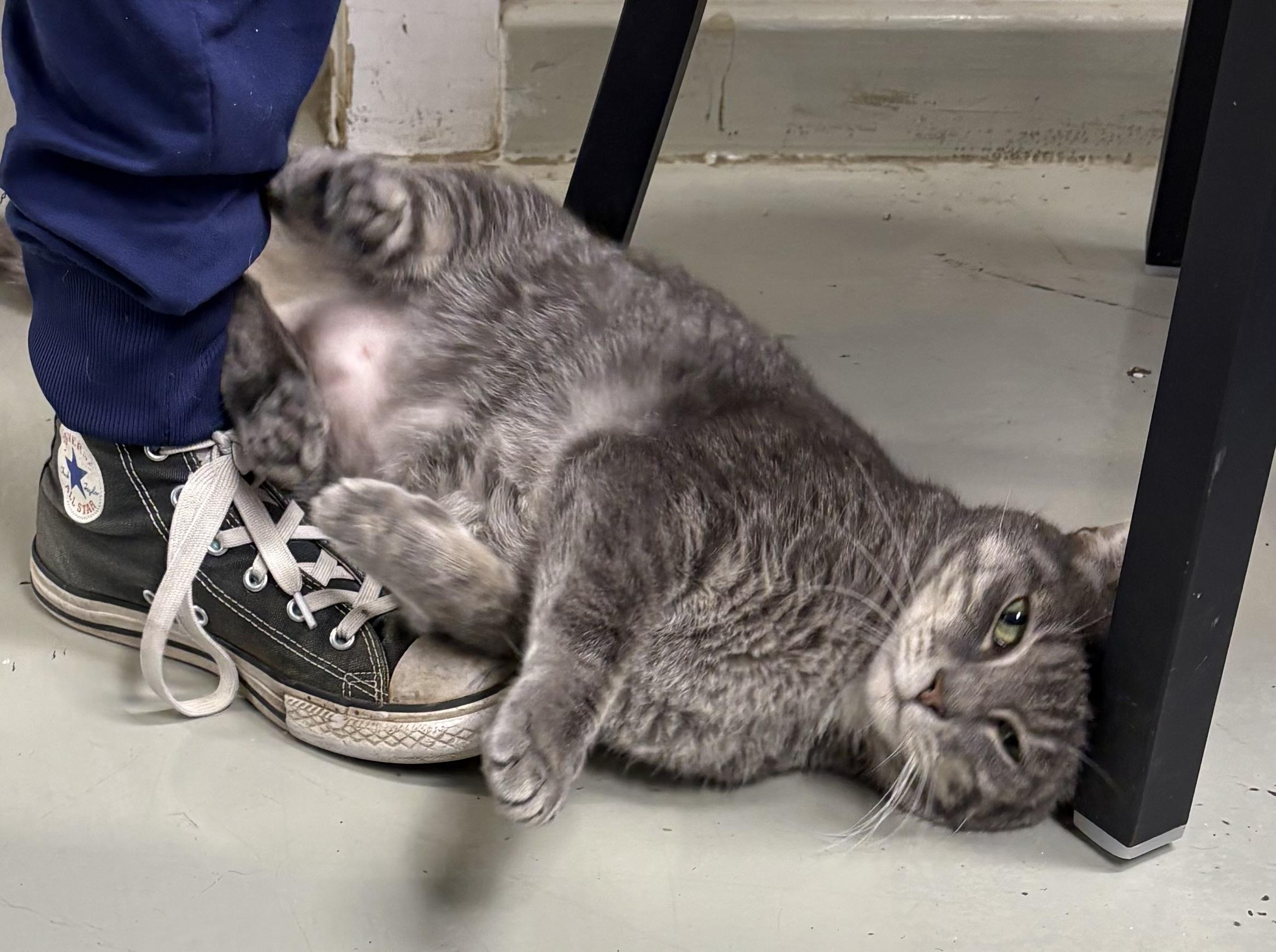 Enlarge Doug, a ADOPTABLE Domestic Short Hair in Plano, TX image 5/5