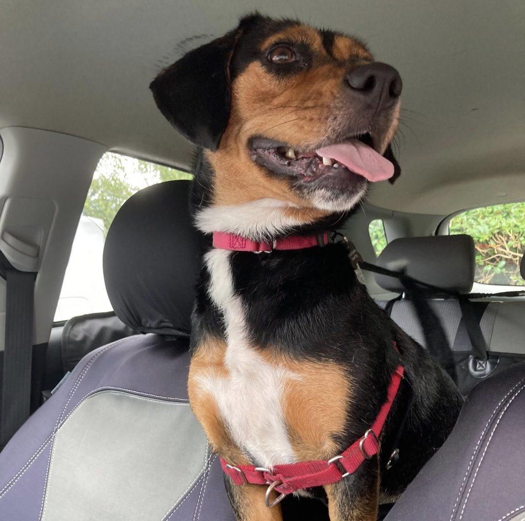 Enlarge Violet, a Adoptable Mixed Breed in Durham, NC image 1/3