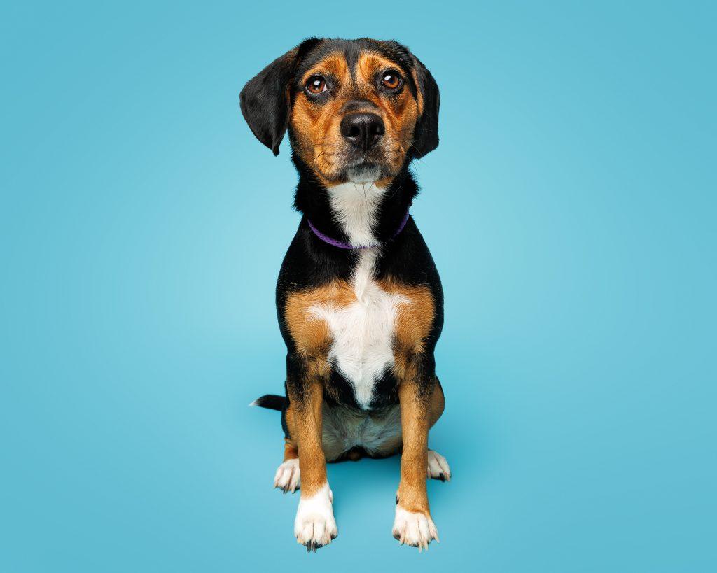 Enlarge Violet, a Adoptable Mixed Breed in Durham, NC image 2/3