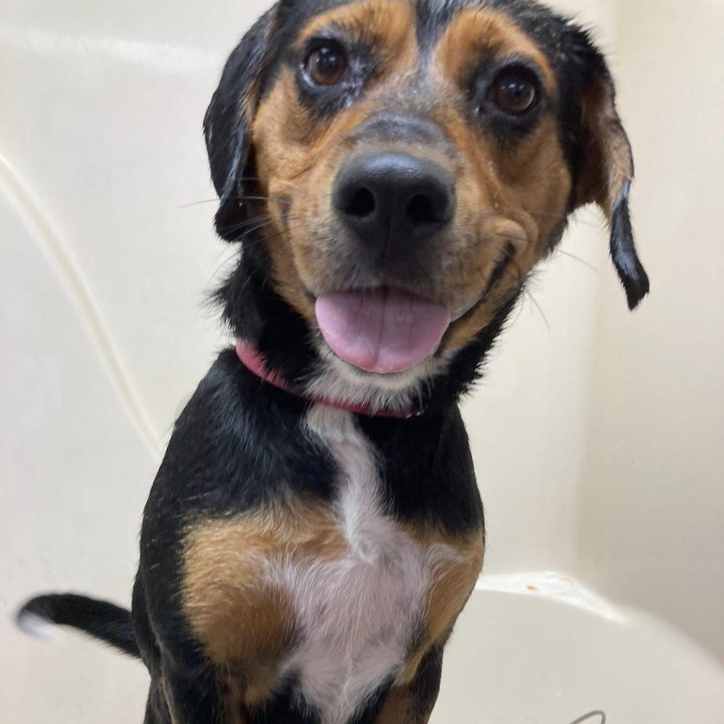 Enlarge Violet, a Adoptable Mixed Breed in Durham, NC image 3/3