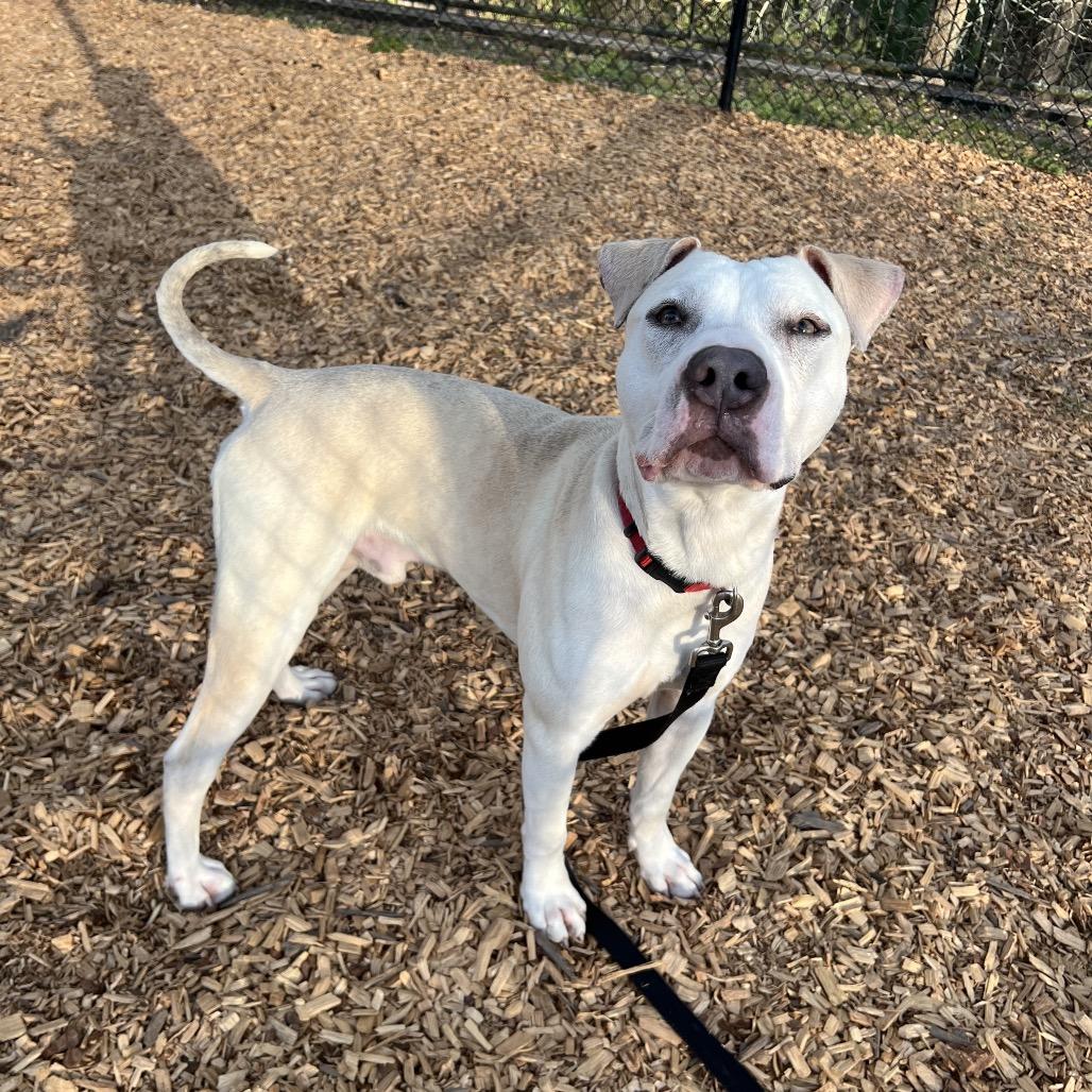 Tater Tot, Adoptable, Young Male Mixed Breed.