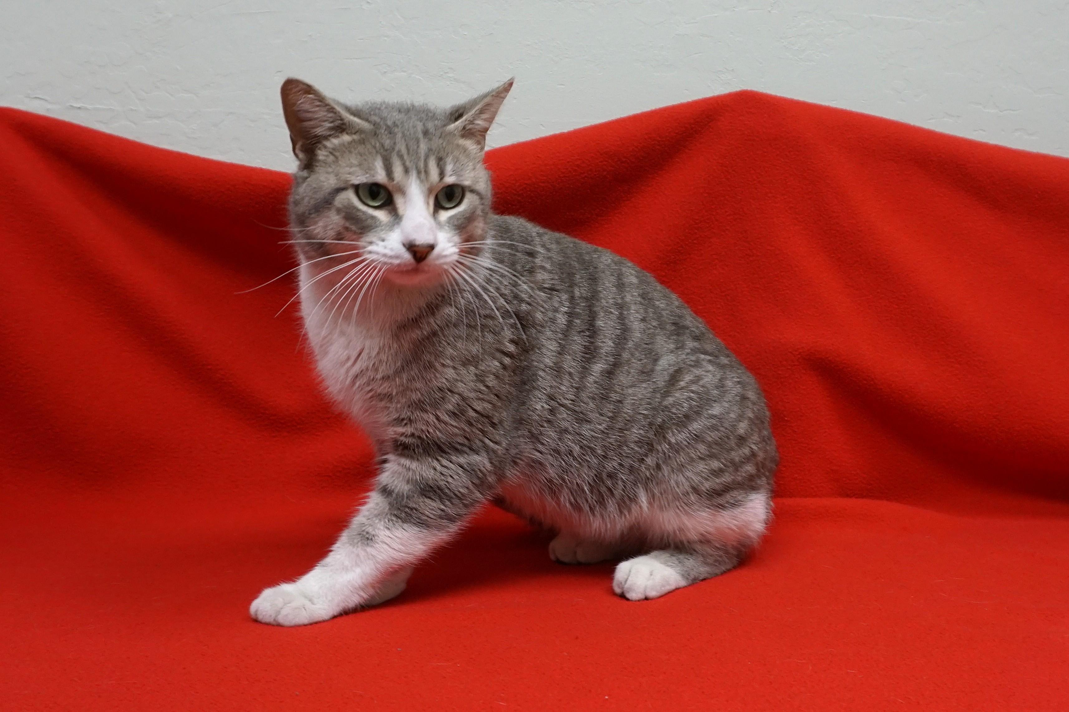 Puffs, adopted, Adult Male Domestic Short Hair.