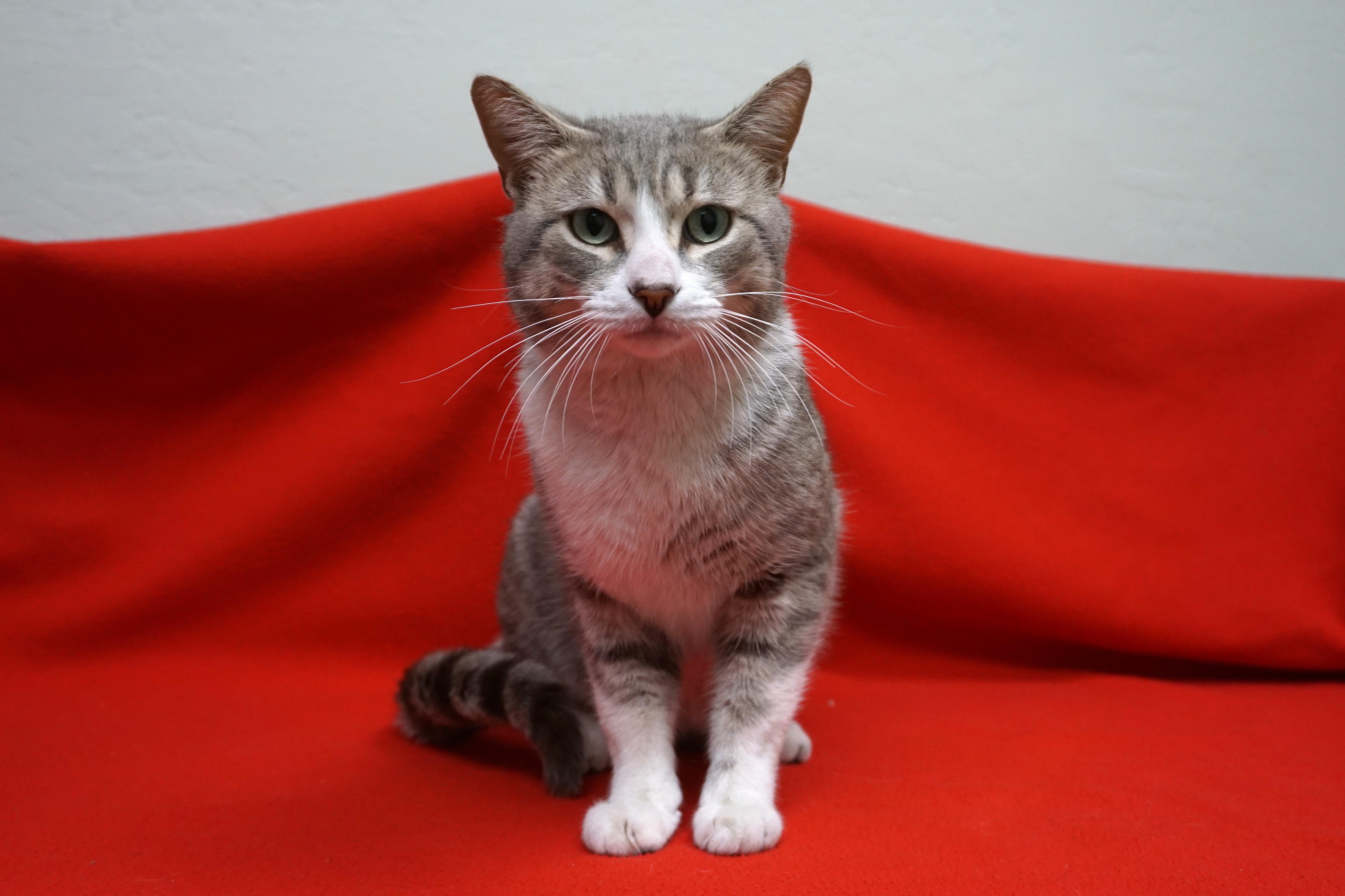 Enlarge Puffs, an adopted Domestic Short Hair in Fountain Hills, AZ image 3/4