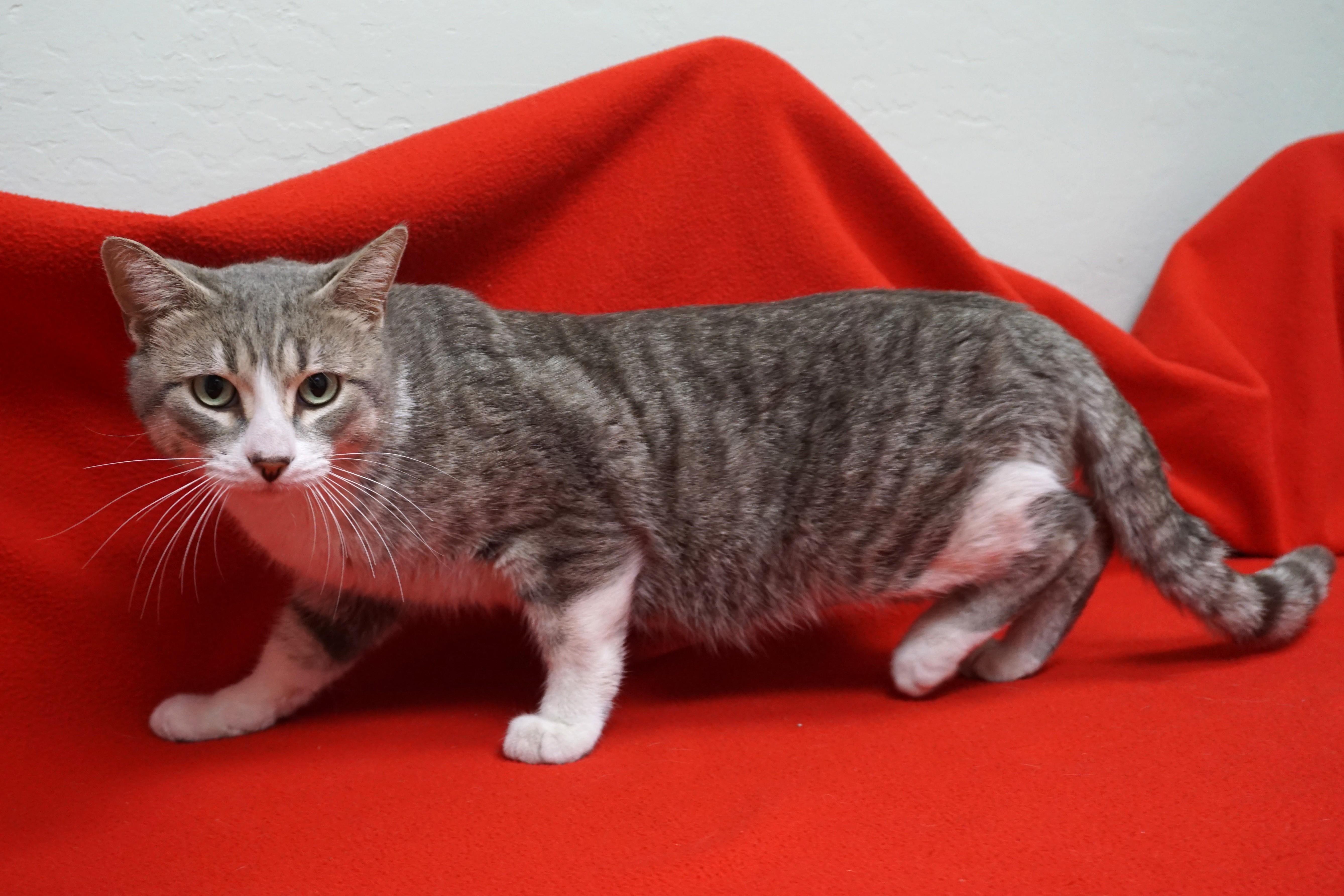 Enlarge Puffs, an adopted Domestic Short Hair in Fountain Hills, AZ image 4/4