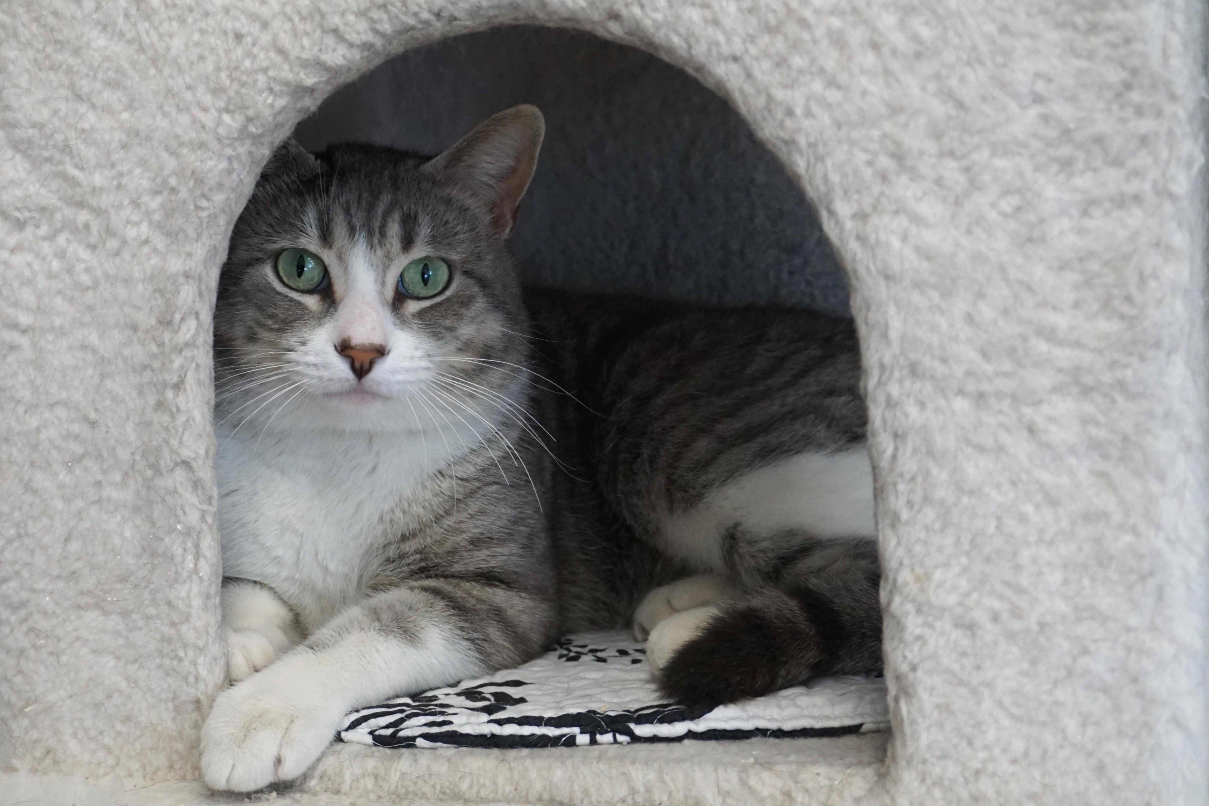 Enlarge Puffs, an adopted Domestic Short Hair in Fountain Hills, AZ image 2/4