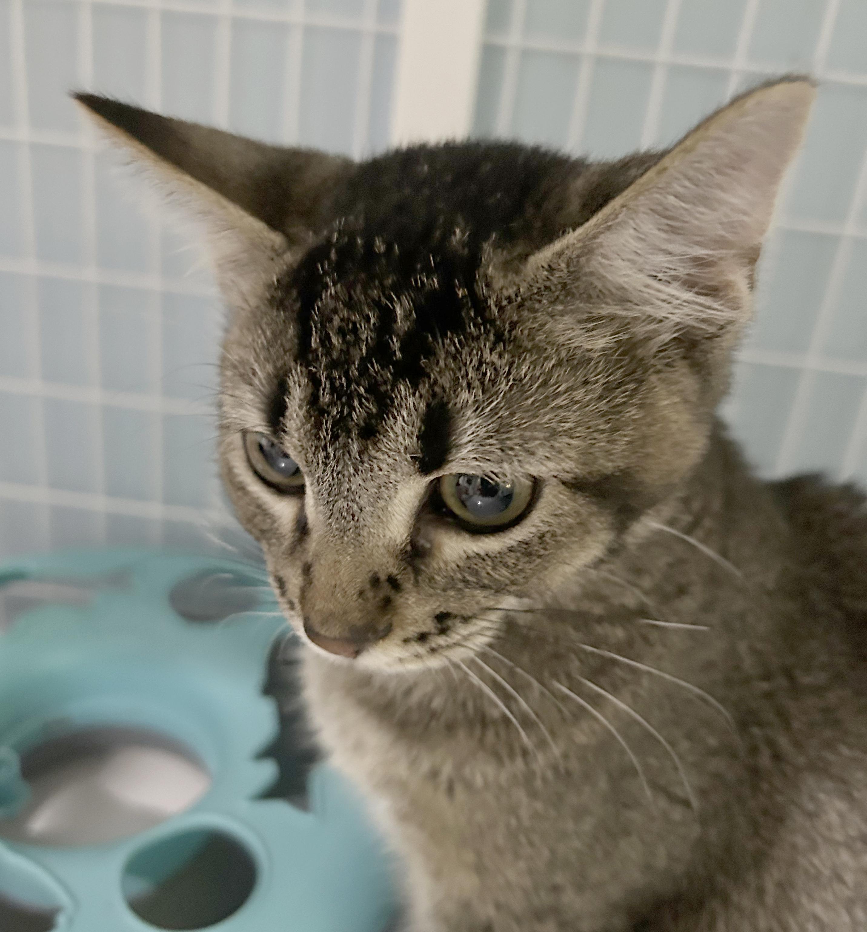 Enlarge Nami, a Adoptable Tabby in Parkville, MO image 5/6