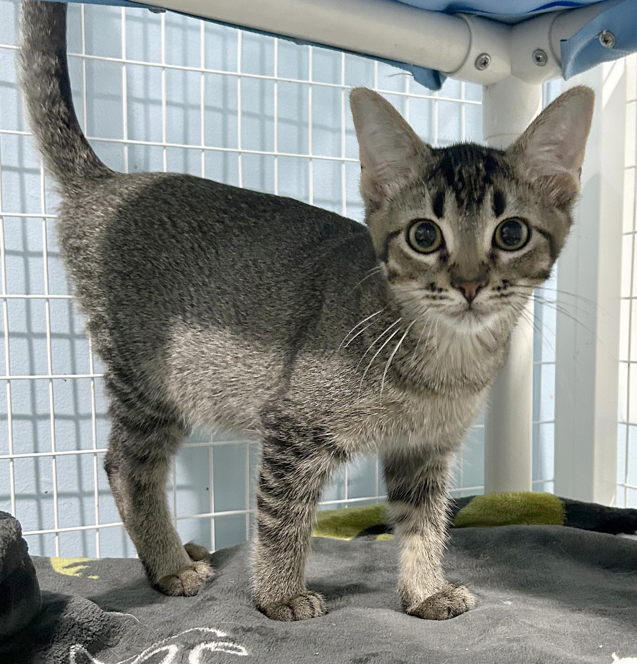 Enlarge Nami, a Adoptable Tabby in Parkville, MO image 3/6