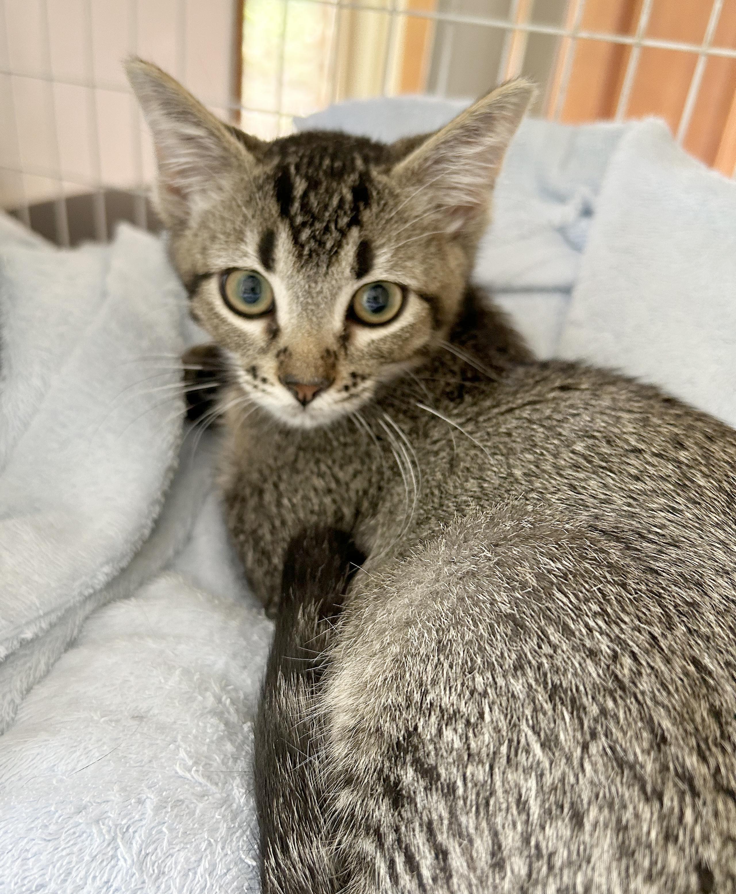 Enlarge Nami, a Adoptable Tabby in Parkville, MO image 4/6