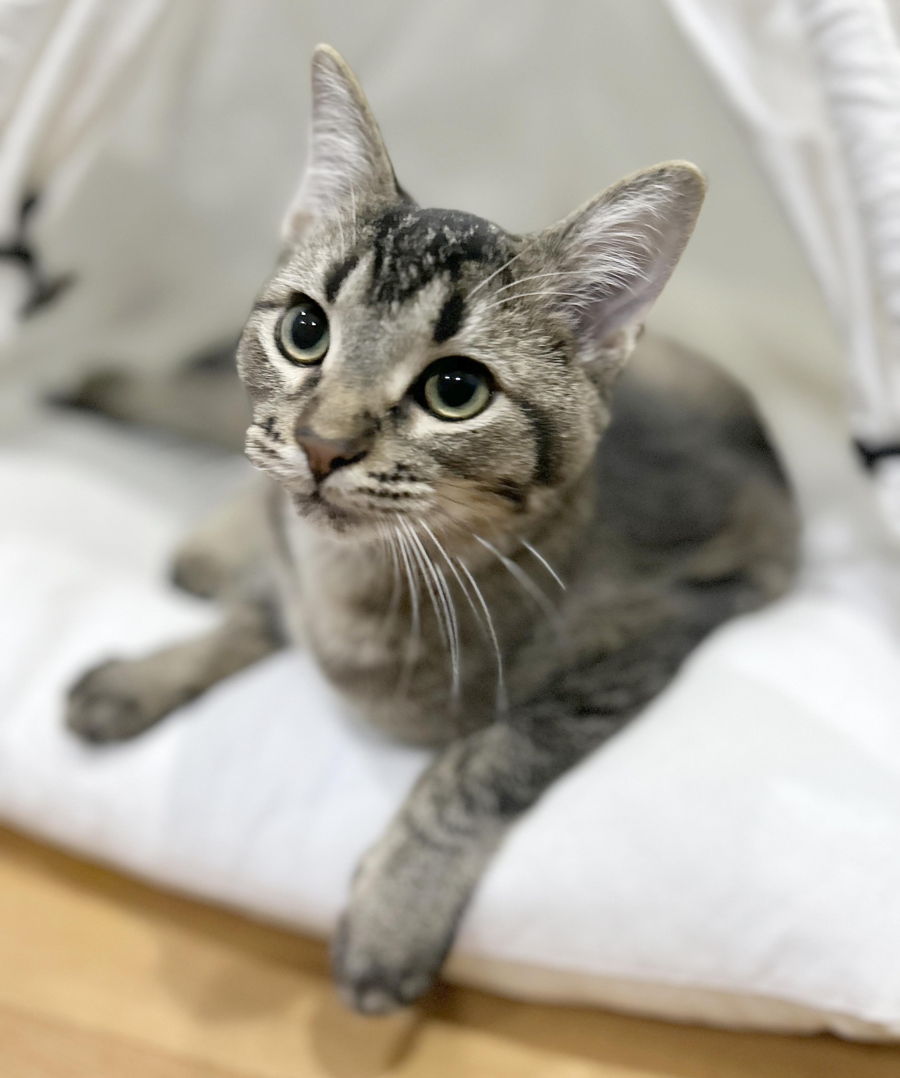 Enlarge Nami, a Adoptable Tabby in Parkville, MO image 2/6