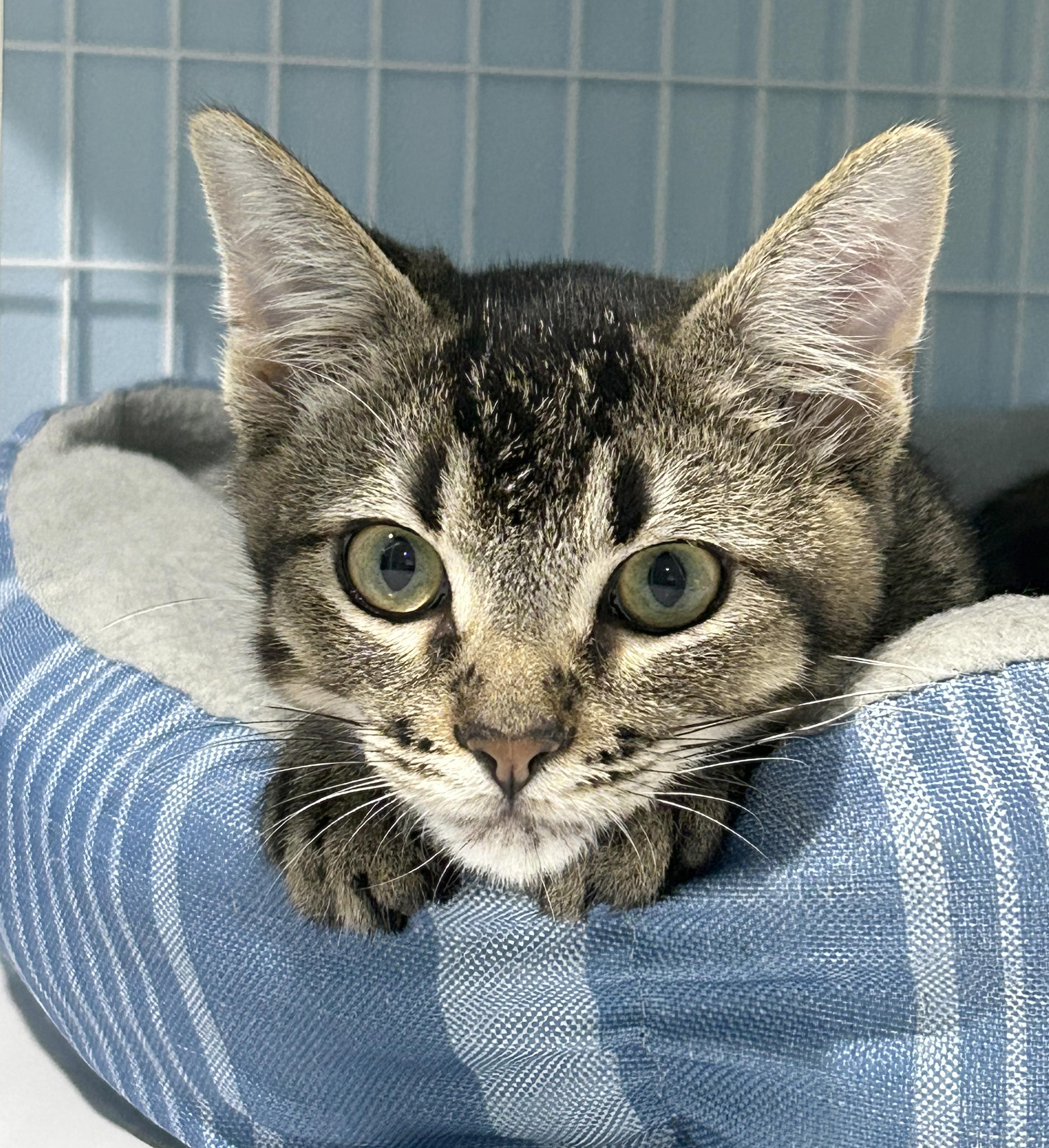 Enlarge Nami, a Adoptable Tabby in Parkville, MO image 1/6