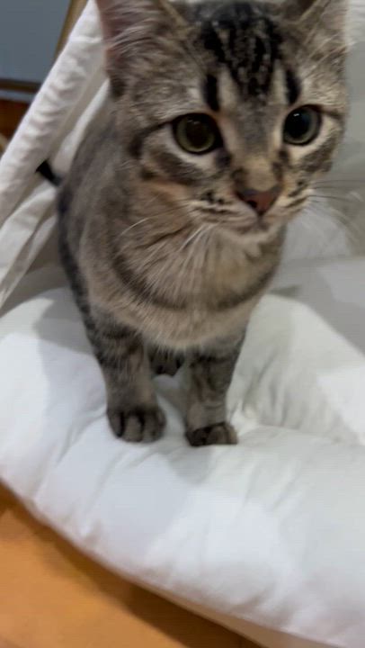 Enlarge Nami, a Adoptable Tabby in Parkville, MO video 6/6