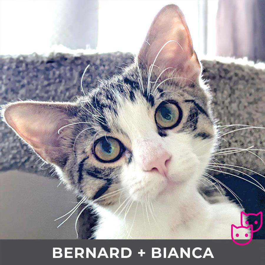 Enlarge Bianca (bonded with Bernard), a Adoptable Domestic Short Hair in Etobicoke, ON image 5/6