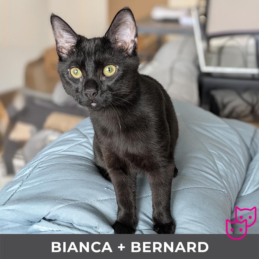 Enlarge Bianca (bonded with Bernard), a Adoptable Domestic Short Hair in Etobicoke, ON image 2/6