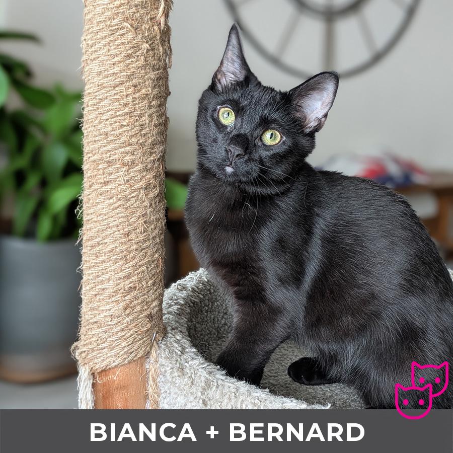 Bianca (bonded with Bernard), Adoptable, Kitten Female Domestic Short Hair.