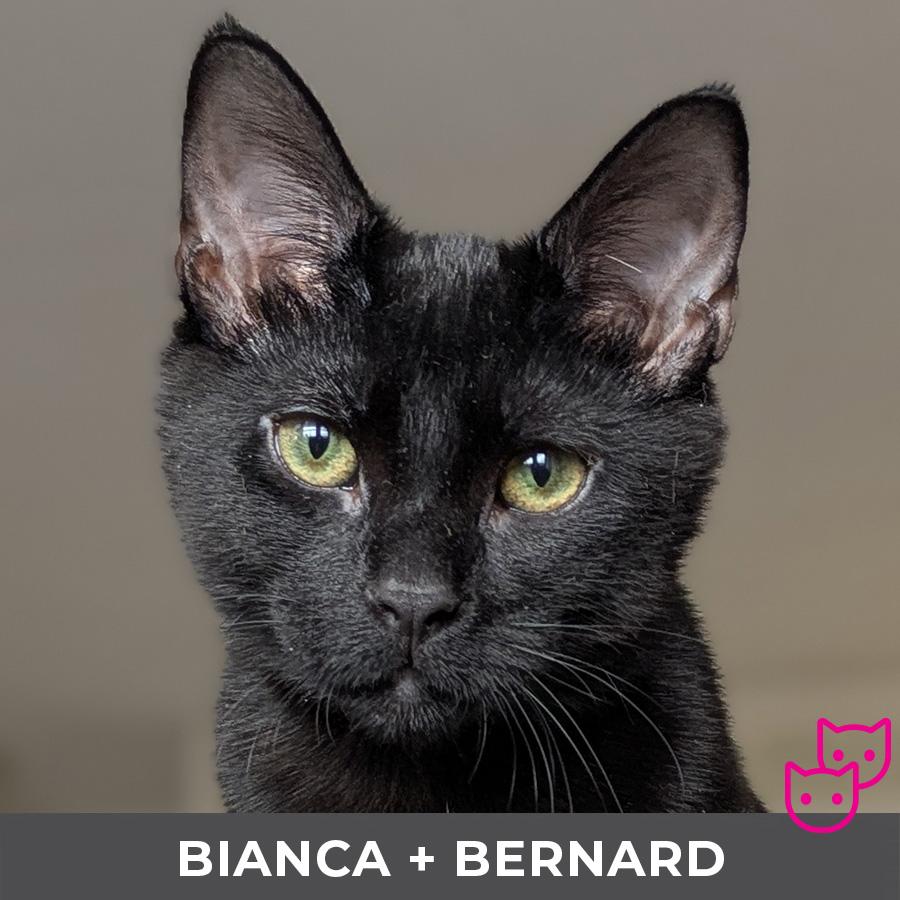 Enlarge Bianca (bonded with Bernard), a Adoptable Domestic Short Hair in Etobicoke, ON image 3/6