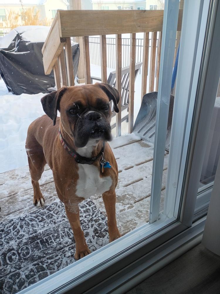 Enlarge Pepper 2026, a Adoptable Boxer in Columbus, OH image 1/6