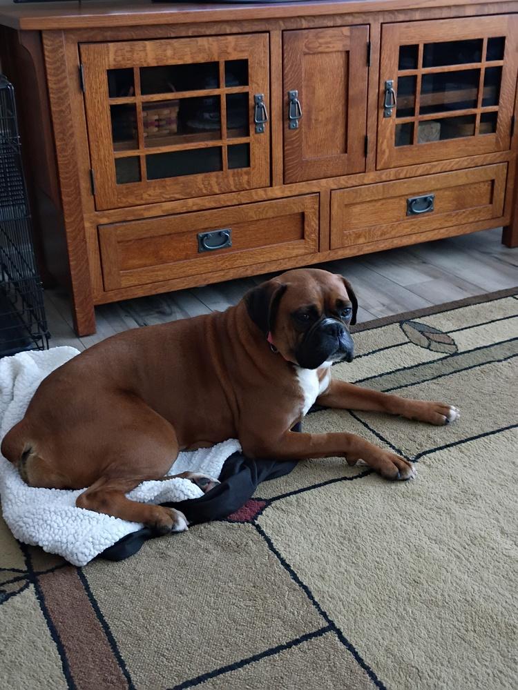 Enlarge Pepper 2026, a Adoptable Boxer in Columbus, OH image 2/6