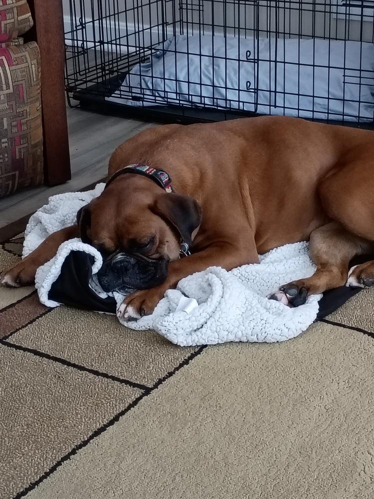 Enlarge Pepper 2026, a Adoptable Boxer in Columbus, OH image 3/6