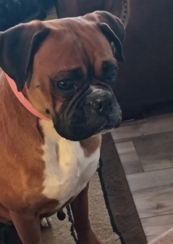 Enlarge Pepper 2026, a Adoptable Boxer in Columbus, OH image 4/6