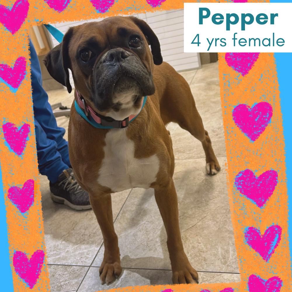 Enlarge Pepper 2026, a Adoptable Boxer in Columbus, OH image 5/6