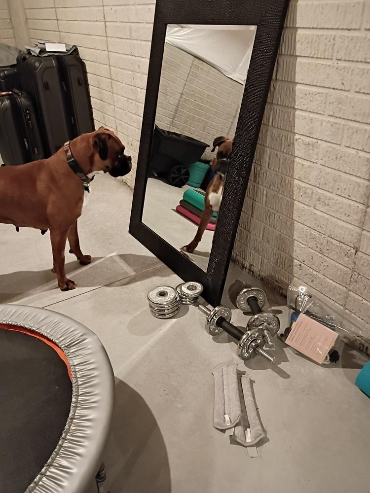 Enlarge Pepper 2026, a Adoptable Boxer in Columbus, OH image 6/6