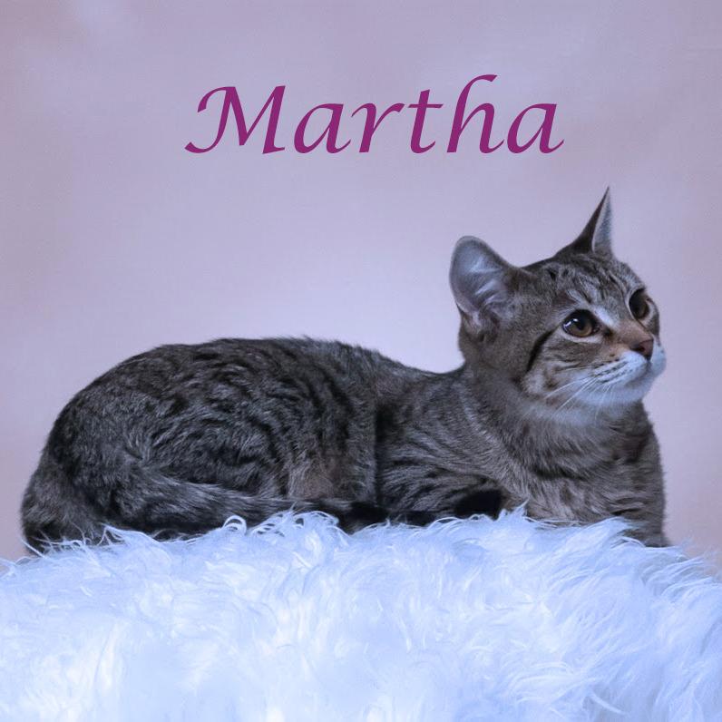 Enlarge Martha C25-325, a Adoptable Domestic Short Hair in Lebanon, TN image 2/4