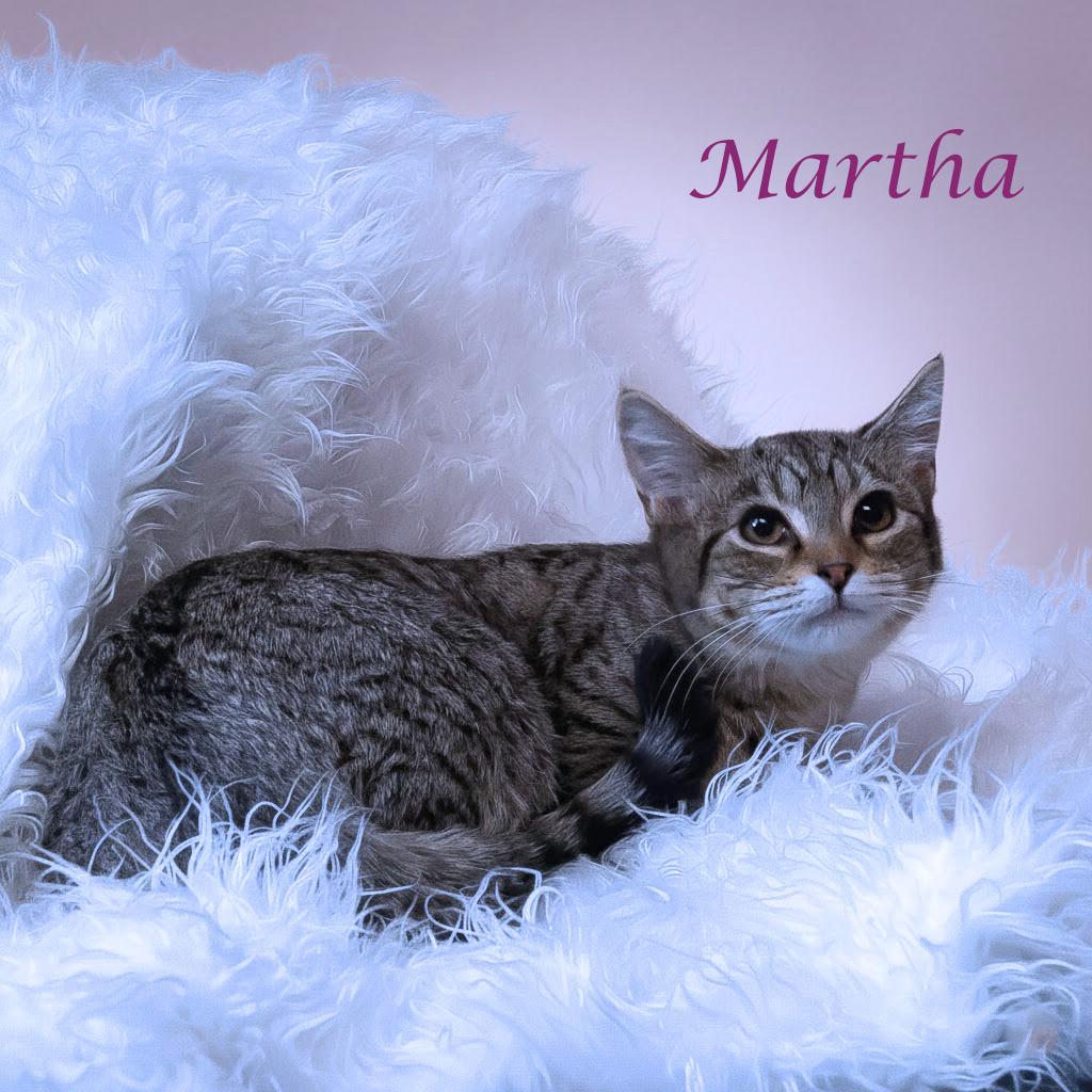 Enlarge Martha C25-325, a Adoptable Domestic Short Hair in Lebanon, TN image 3/4