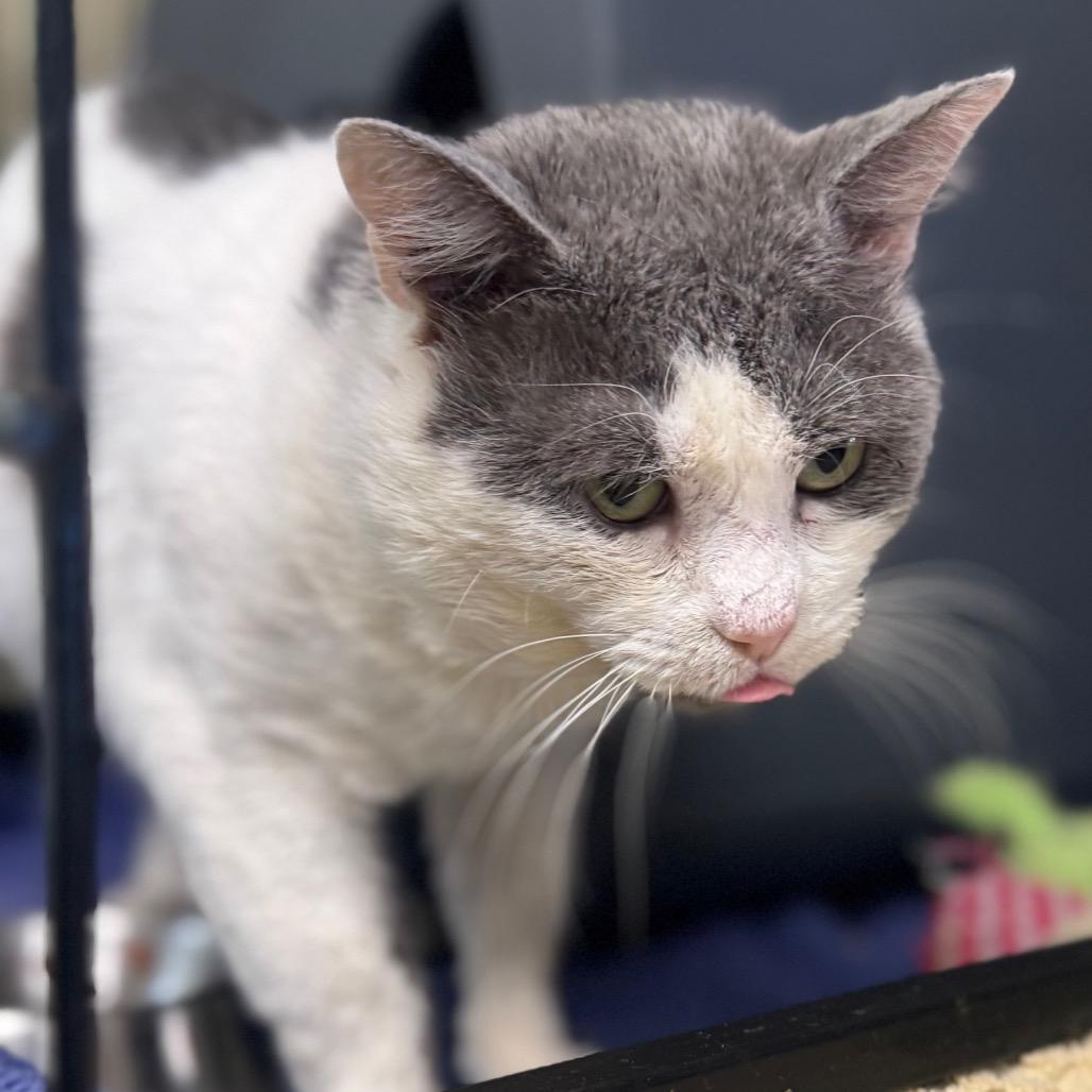 Skye, Adoptable, Adult Male Domestic Short Hair.