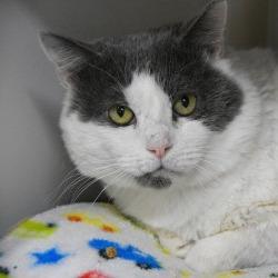 Skye, a Adoptable Domestic Short Hair in Columbus, NC image 2/6