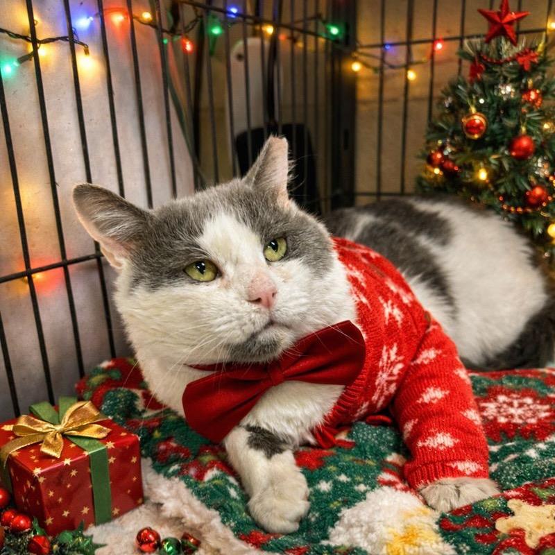 Skye, a Adoptable Domestic Short Hair in Columbus, NC image 3/6