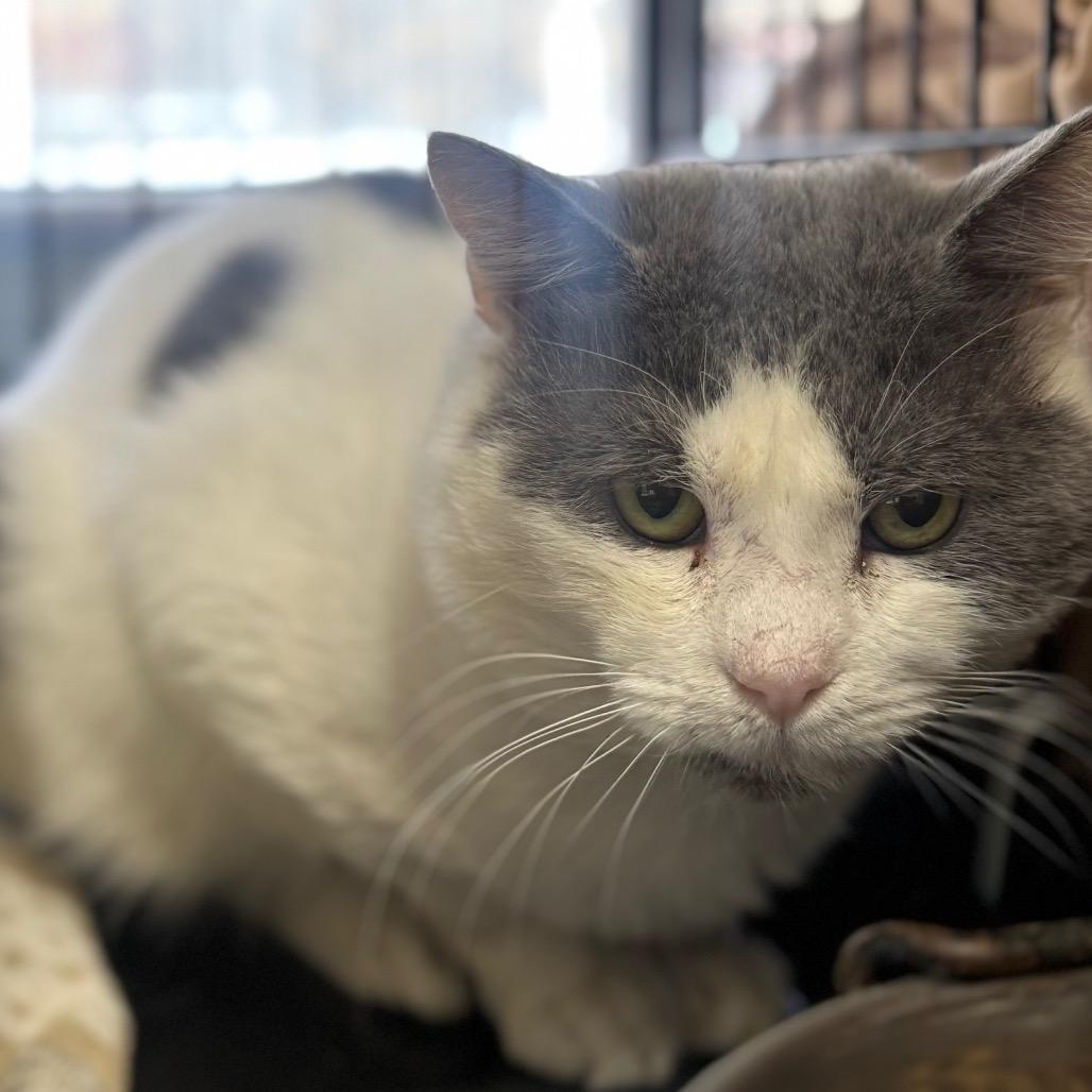 Skye, a Adoptable Domestic Short Hair in Columbus, NC image 4/6