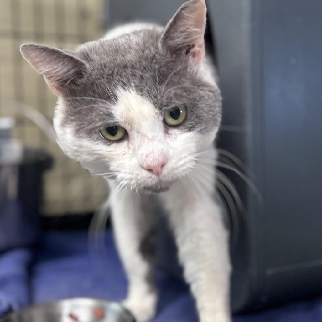 Skye, a Adoptable Domestic Short Hair in Columbus, NC image 5/6