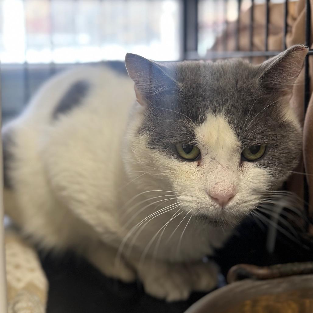 Skye, a Adoptable Domestic Short Hair in Columbus, NC image 6/6