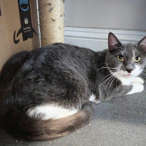 Fleur, Adoptable, Young Female Domestic Short Hair.