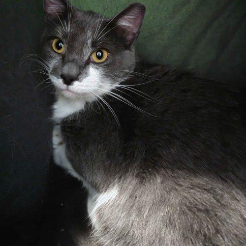 Enlarge Fleur, a Adoptable Domestic Short Hair in Seven Valleys, PA image 2/2
