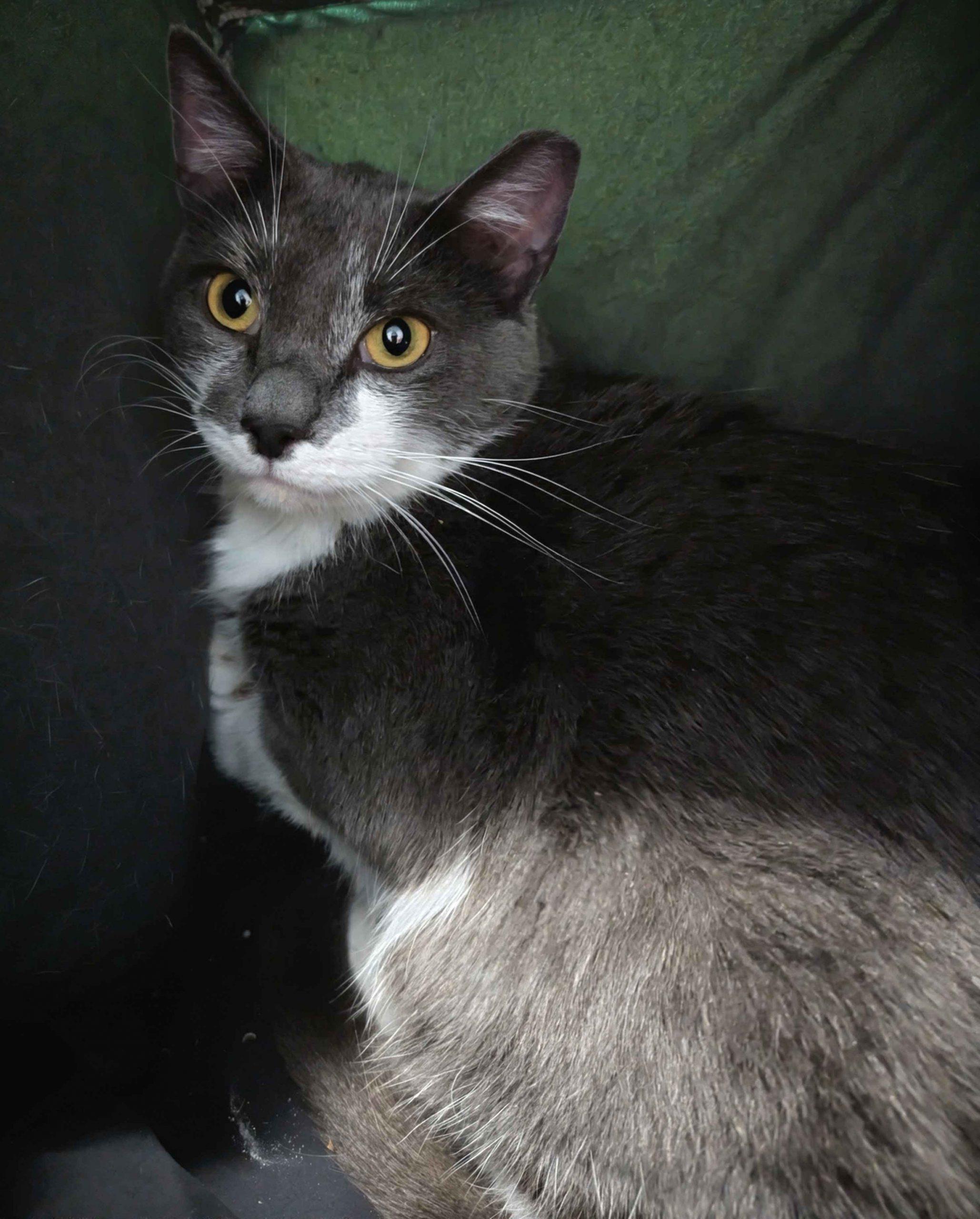Fleur, a Adoptable Domestic Short Hair in Seven Valleys, PA image 2/2