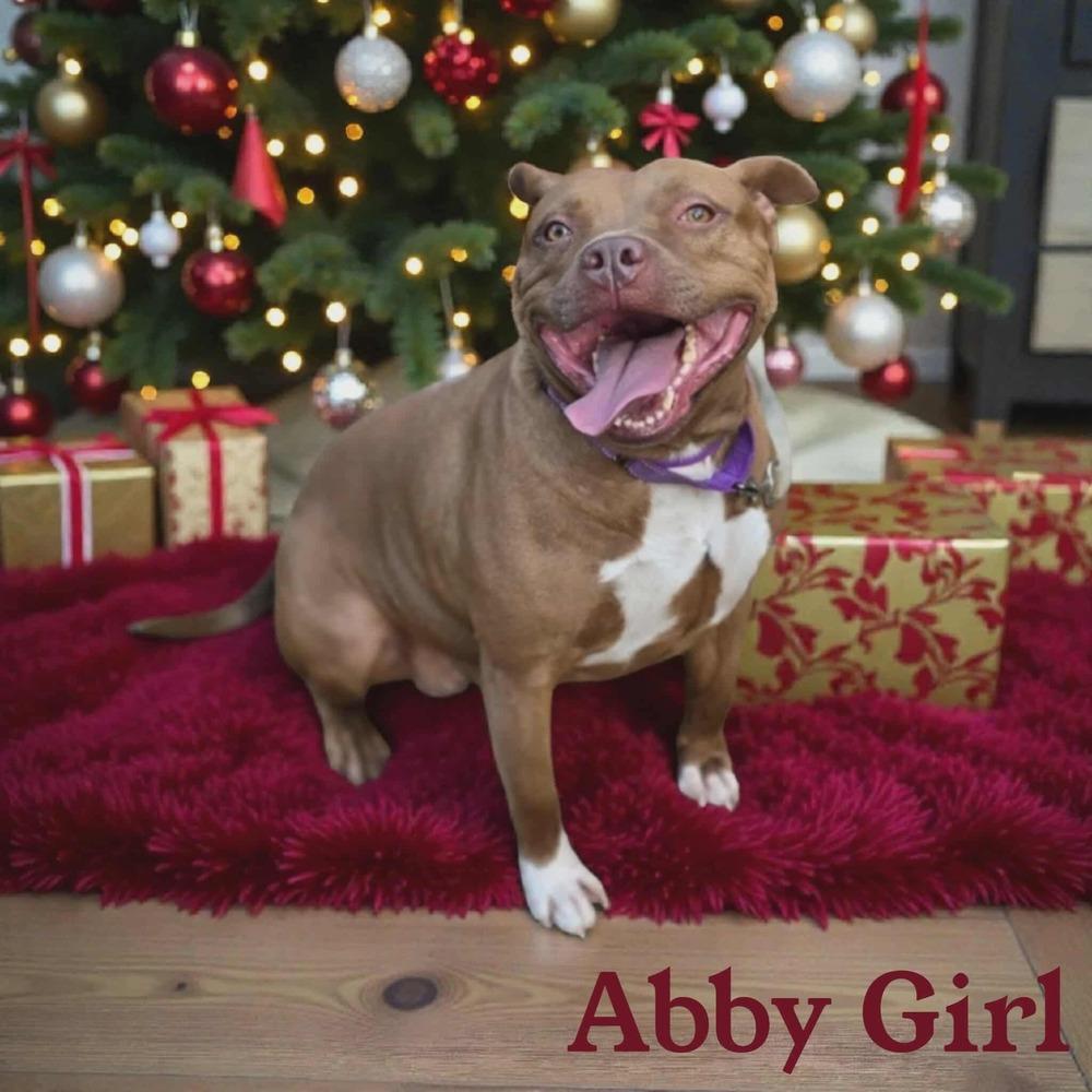 Abby Girl #46776 aka Tostada, Adoptable, Adult Female Pit Bull Terrier.