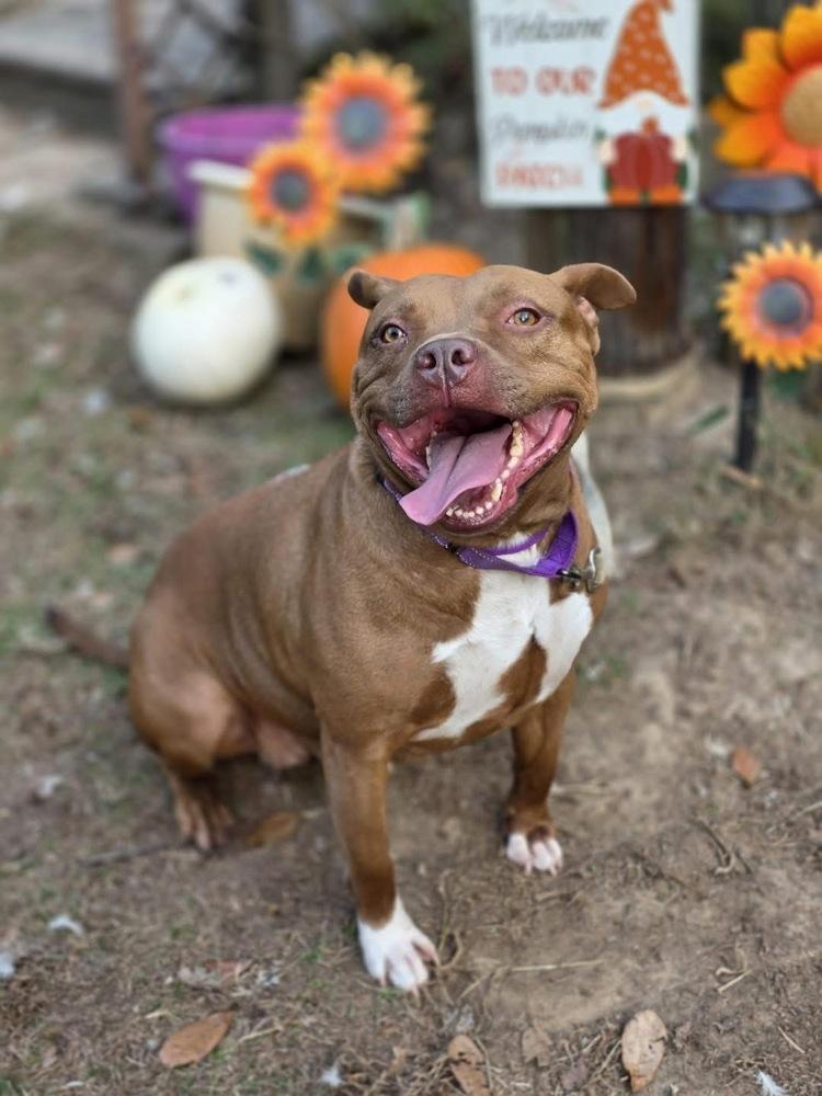 Abby Girl #46776 aka Tostada, a Adoptable mixed breed in Aulac, NB image 2/6