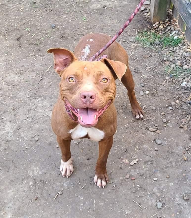 Abby Girl #46776 aka Tostada, Adoptable, Adult Female Pit Bull Terrier.