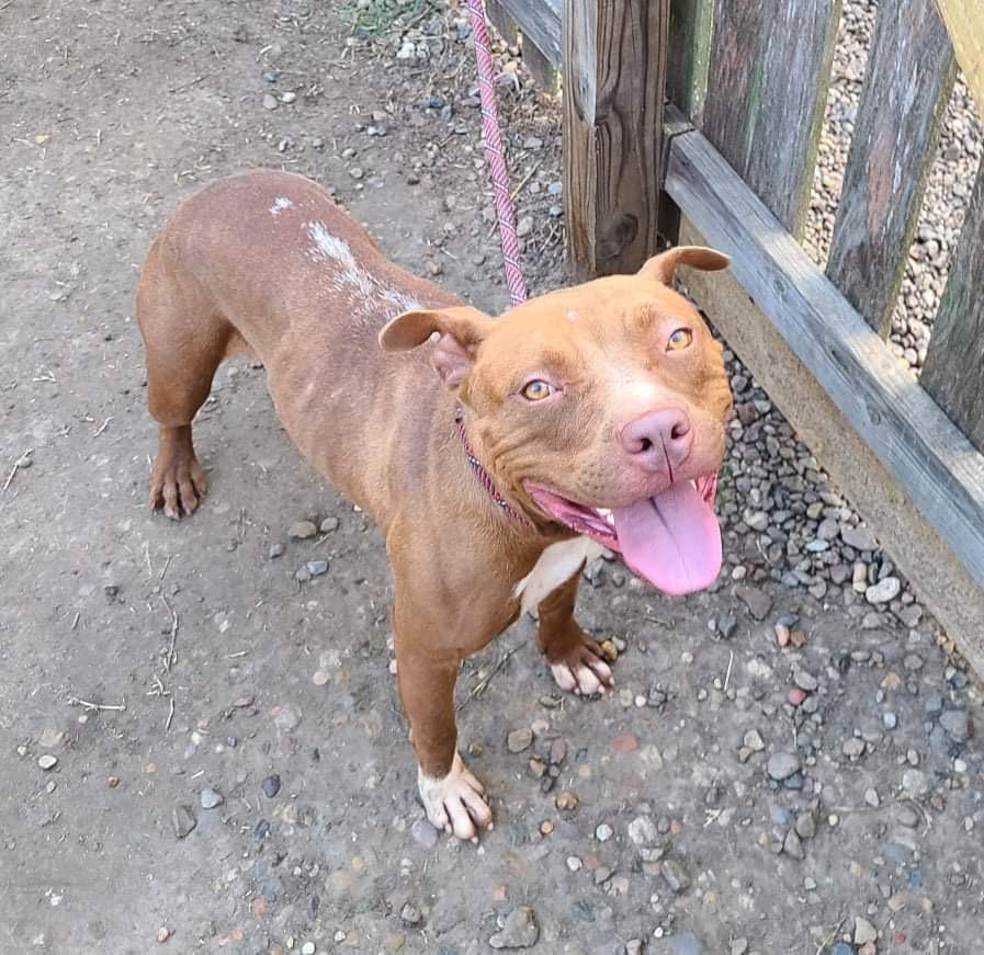 Enlarge Abby Girl #46776 aka Tostada, a Adoptable mixed breed in Aulac, NB image 4/6