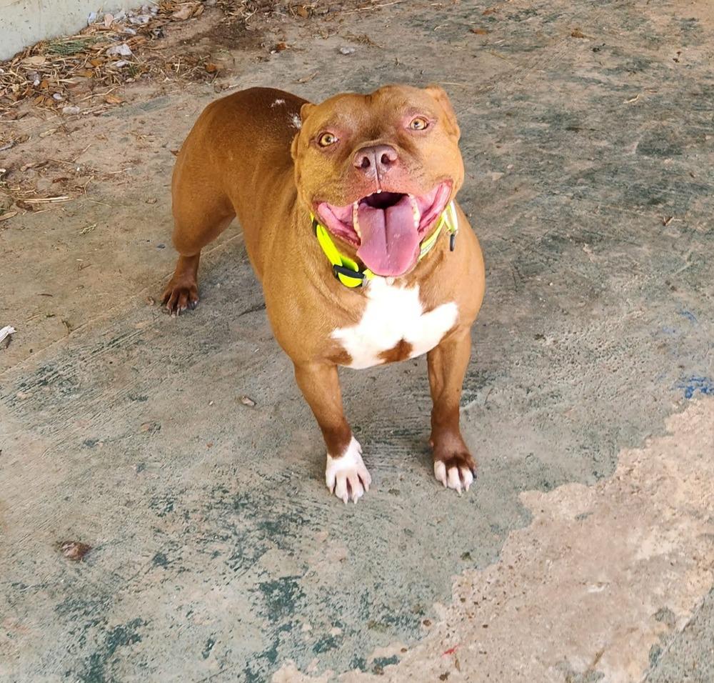 Enlarge Abby Girl #46776 aka Tostada, a Adoptable mixed breed in Aulac, NB image 2/6